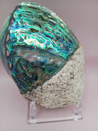 Natural New Zealand Paua Shell – Haliotis iris from Fiordland Shells La Vie Bien Natural New Zealand Paua Shell – Haliotis iris from Fiordland