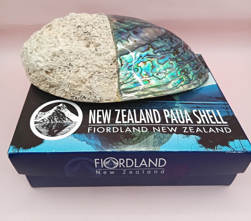 Natural New Zealand Paua Shell – Haliotis iris from Fiordland Shells La Vie Bien Natural New Zealand Paua Shell – Haliotis iris from Fiordland