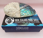 Natural New Zealand Paua Shell – Haliotis iris from Fiordland Shells La Vie Bien Natural New Zealand Paua Shell – Haliotis iris from Fiordland