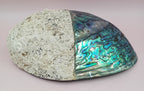 Natural New Zealand Paua Shell – Haliotis iris from Fiordland Shells La Vie Bien Natural New Zealand Paua Shell – Haliotis iris from Fiordland