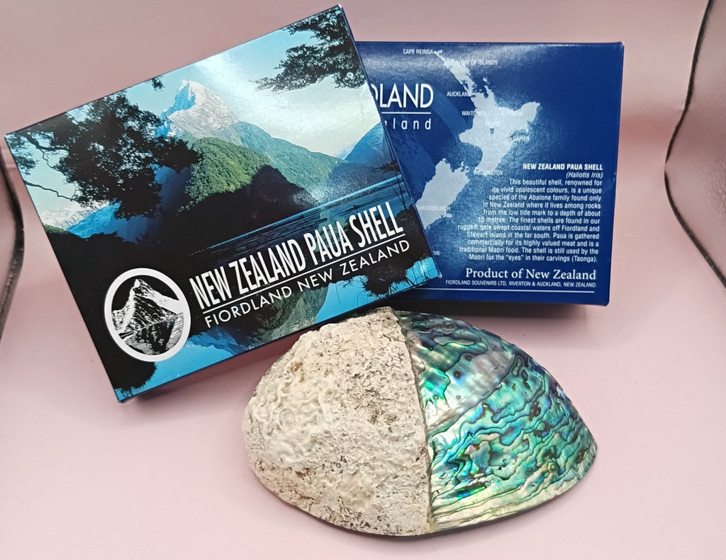 Natural New Zealand Paua Shell – Haliotis iris from Fiordland Shells La Vie Bien Natural New Zealand Paua Shell – Haliotis iris from Fiordland