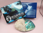 Natural New Zealand Paua Shell – Haliotis iris from Fiordland Shells La Vie Bien Natural New Zealand Paua Shell – Haliotis iris from Fiordland