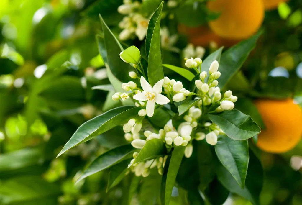 Neroli - ROOM & LINEN SPRAY - by Moon Water Apothecary!