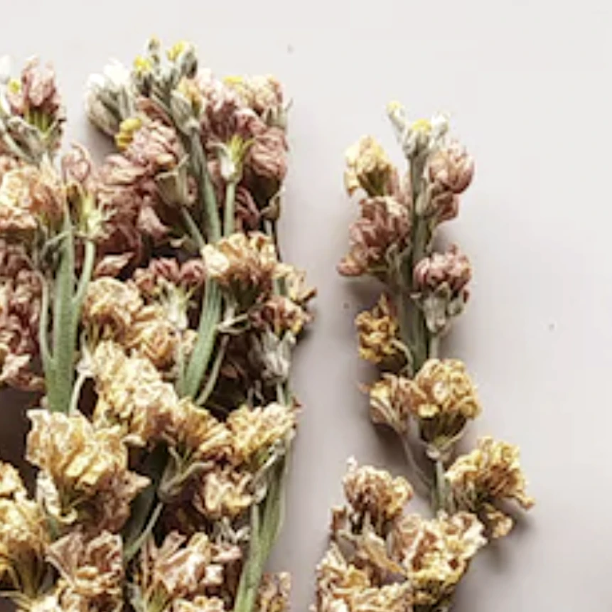 Dried Larkspur by Source by Studio Skara