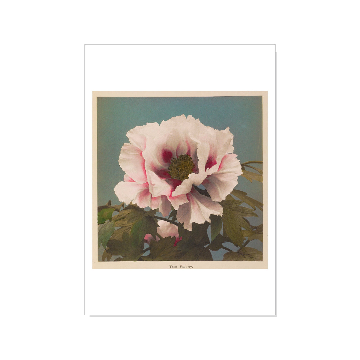 Ogawa - Tree Paeony - Postcard STATIONERY La Vie Bien Ogawa - Tree Paeony - Postcard