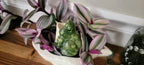 Open - Mouth Frog Plant Watering Spike