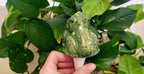 Open - Mouth Frog Plant Watering Spike