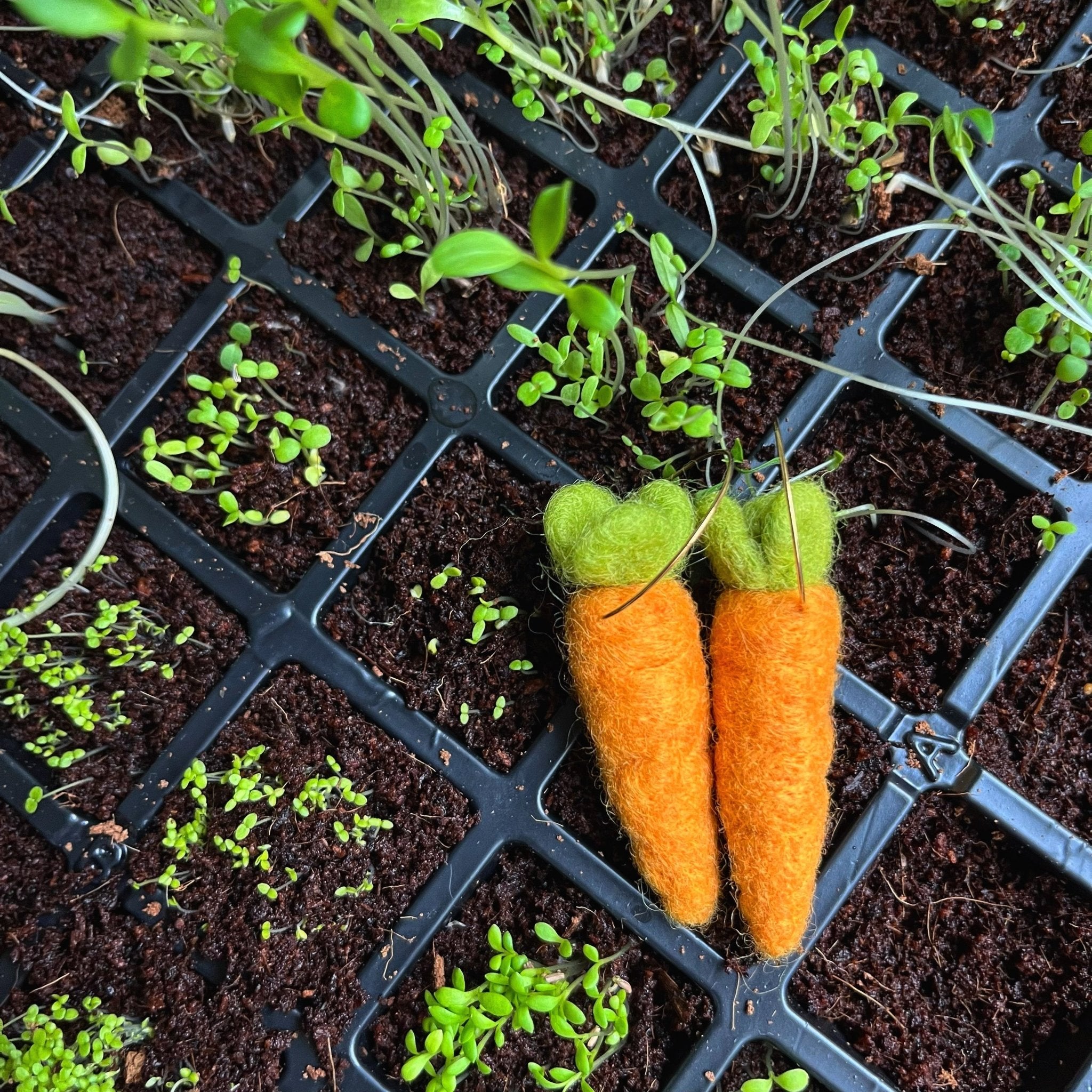 Organic Carrot Earring Earrings La Vie Bien Organic Carrot Earring