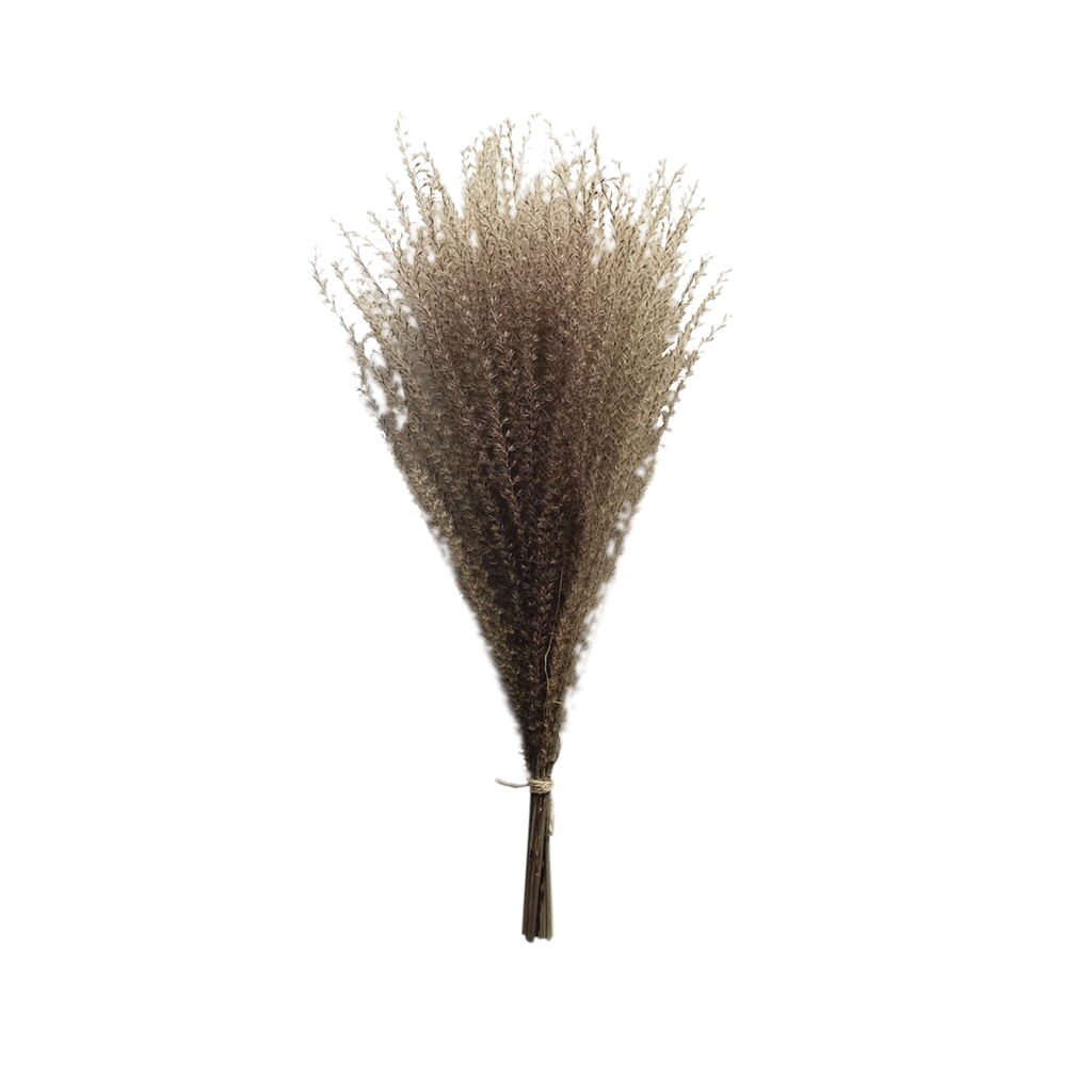 Dried Panicum Grass by Source by Studio Skara