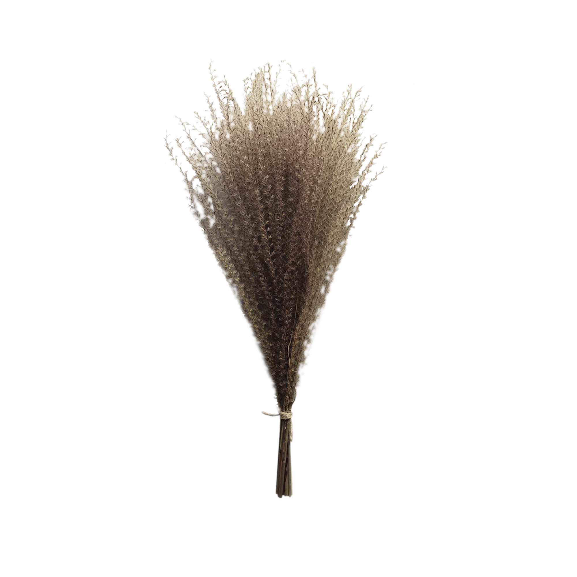 Dried Panicum Grass by Source by Studio Skara