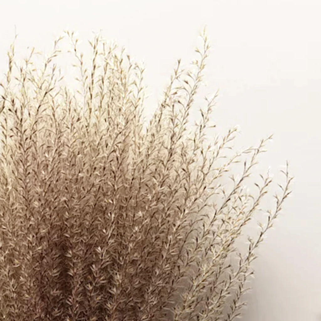 Dried Panicum Grass by Source by Studio Skara