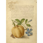Periwinkle Brooch JEWELRY La Vie Bien Periwinkle Brooch