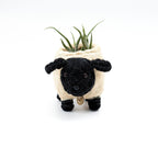Baby Sheep Planter - Coco Coir Pots | LIKHÂ by LIKHÂ