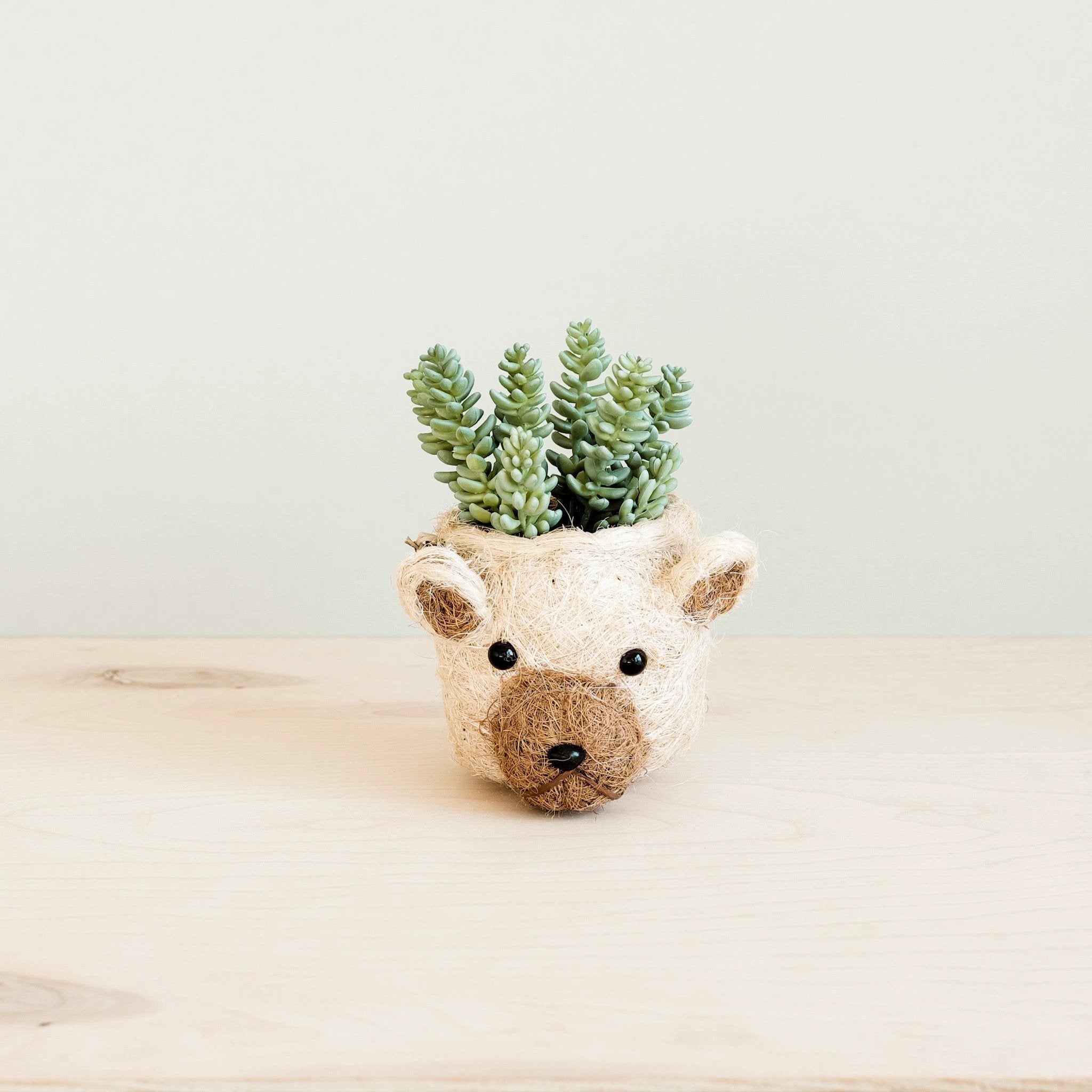 Bear Planter - Animal Head Planters | LIKHÂ by LIKHÂ