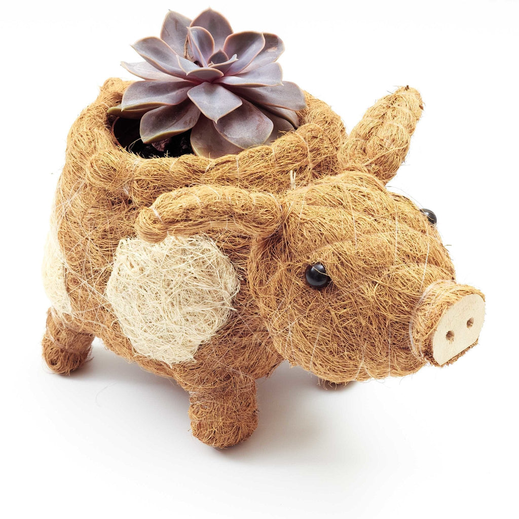 Pig Planter - Coco Coir Pots | LIKHÂ by LIKHÂ