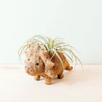 Triceratops Planter - Coco Coir Pots | LIKHÂ by LIKHÂ