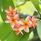 Plumeria - REED DIFFUSER, Tropical Floral Home Fragrance - by Moon Water Apothecary!