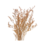 Preserved Limonium Caspia Flowers - Terracotta Orange