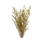 Preserved Limonium Caspia Flowers - Yellow