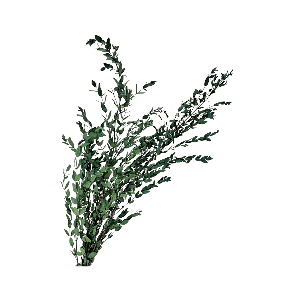 Preserved Parvifolia Eucalyptus - Dark Green