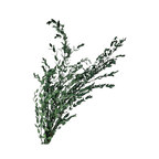 Preserved Parvifolia Eucalyptus - Dark Green