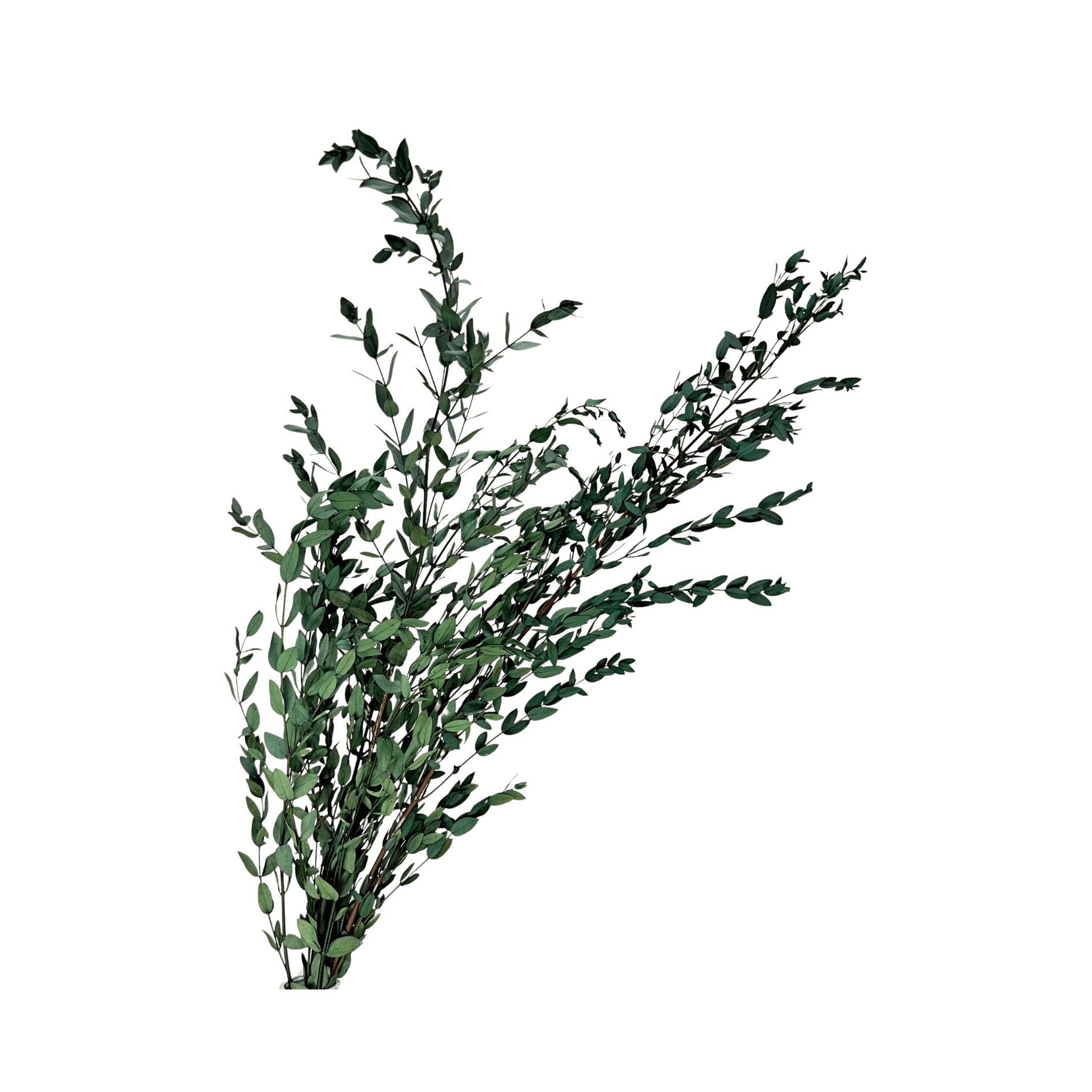 Preserved Parvifolia Eucalyptus - Dark Green