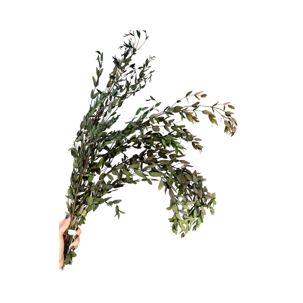 Preserved Parvifolia Eucalyptus: Small Teardrop - Olive Green