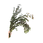 Preserved Parvifolia Eucalyptus: Small Teardrop - Olive Green
