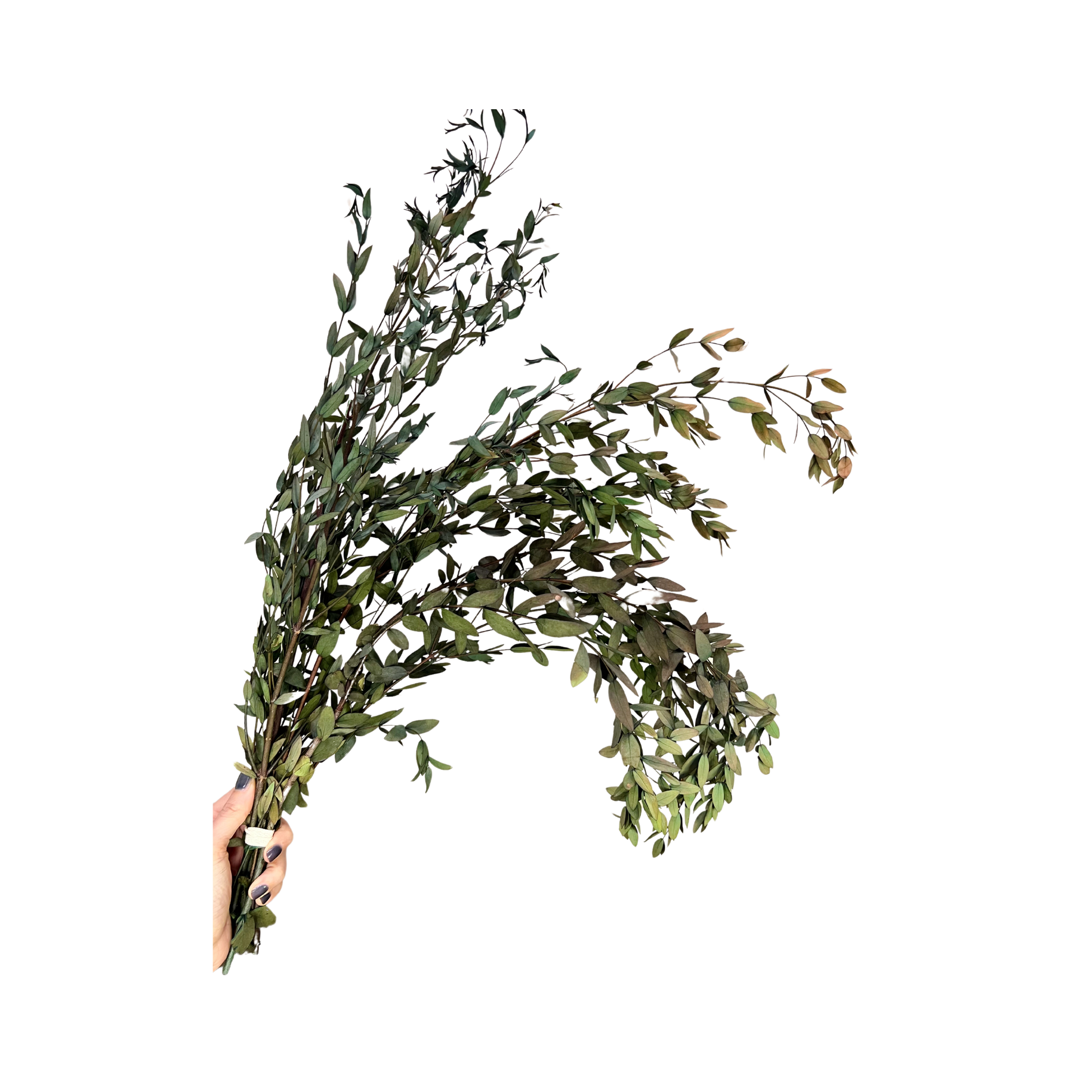 Preserved Parvifolia Eucalyptus: Small Teardrop - Olive Green
