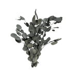 Preserved Silver Dollar Eucalyptus
