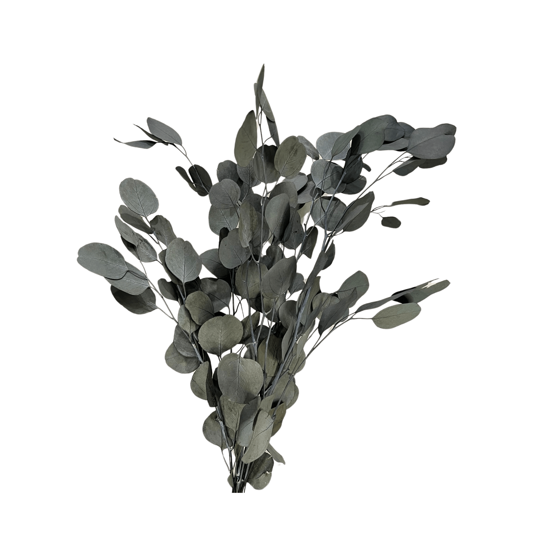 Preserved Silver Dollar Eucalyptus