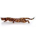 Prowling Munyunya Leopard La Vie Bien Prowling Munyunya Leopard