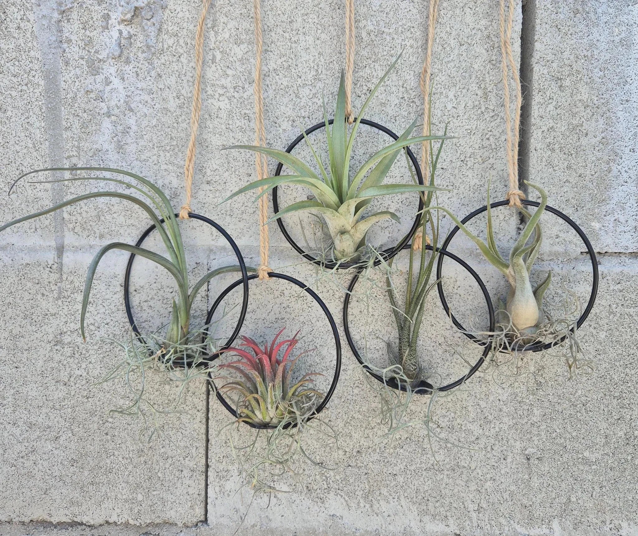 Hanging Air Plant Rings by Air Plant Direct