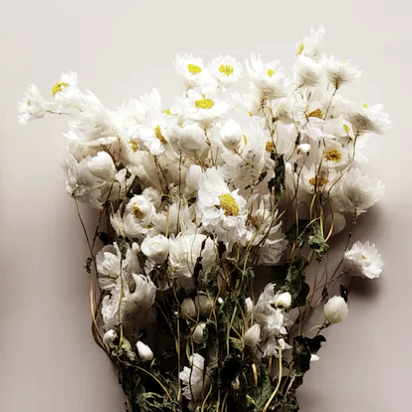 Dried Rodanthe by Source by Studio Skara