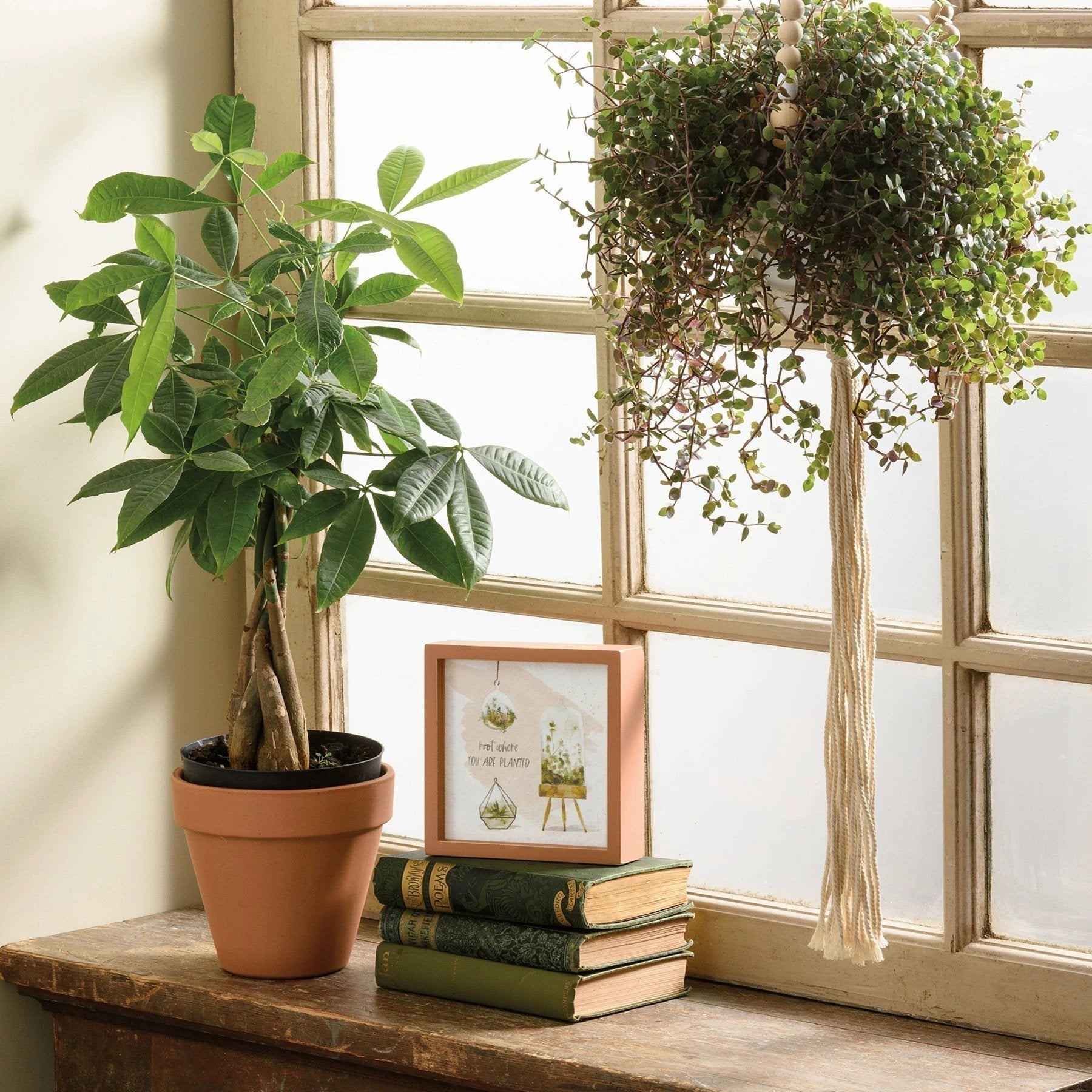 Root Where You Are Planted Inspo Box Sign | Plant Lovers Square Inset Wooden Decor | 6" x 6" by The Bullish Store