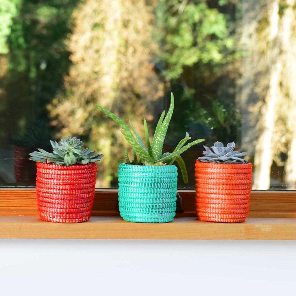 Succulent Basket Planter La Vie Bien Succulent Basket Planter