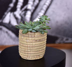 Succulent Basket Planter La Vie Bien Succulent Basket Planter