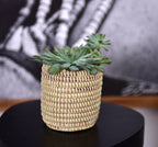 Succulent Basket Planter La Vie Bien Succulent Basket Planter