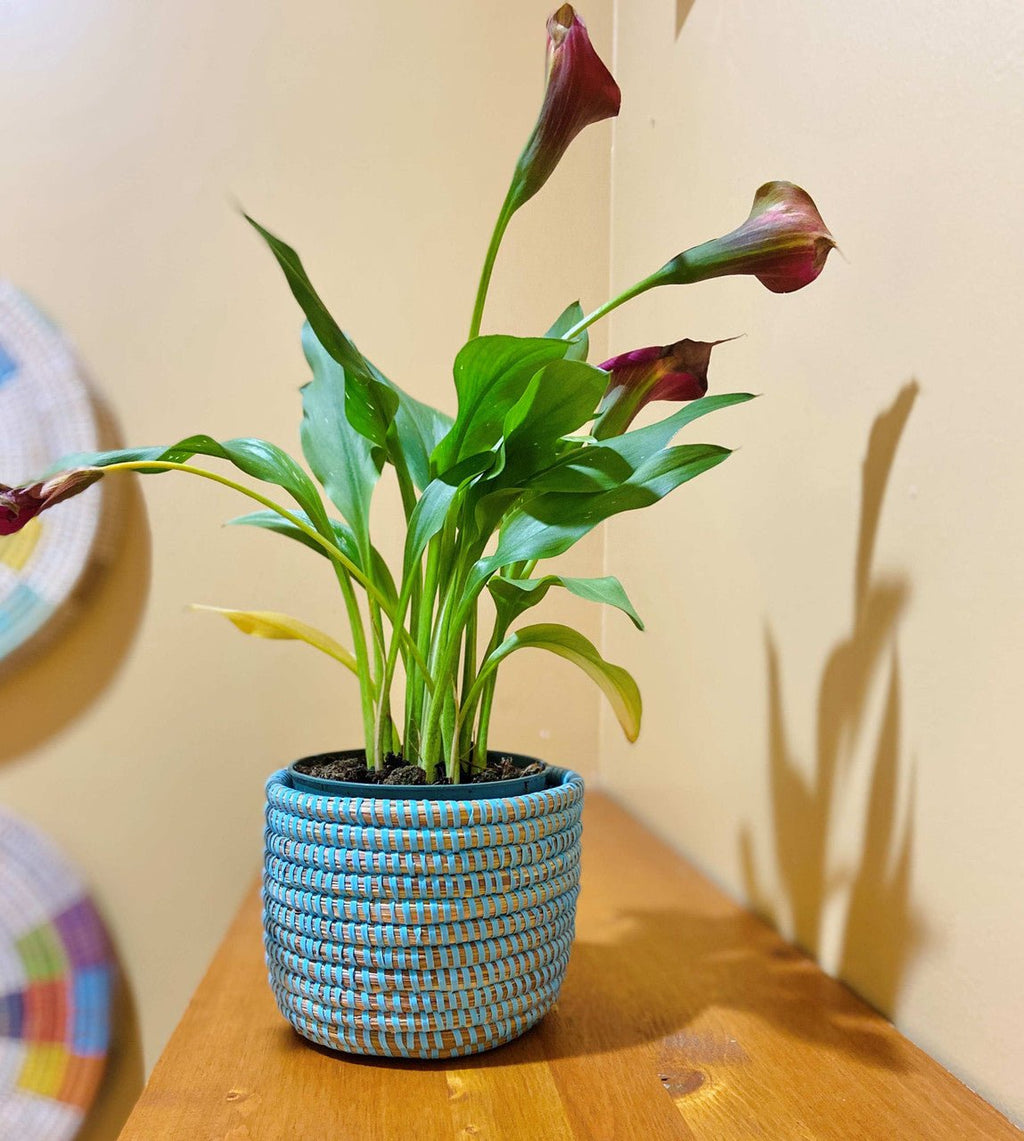 Succulent Basket Planter La Vie Bien Succulent Basket Planter