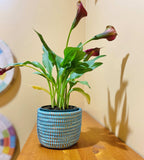 Succulent Basket Planter La Vie Bien Succulent Basket Planter
