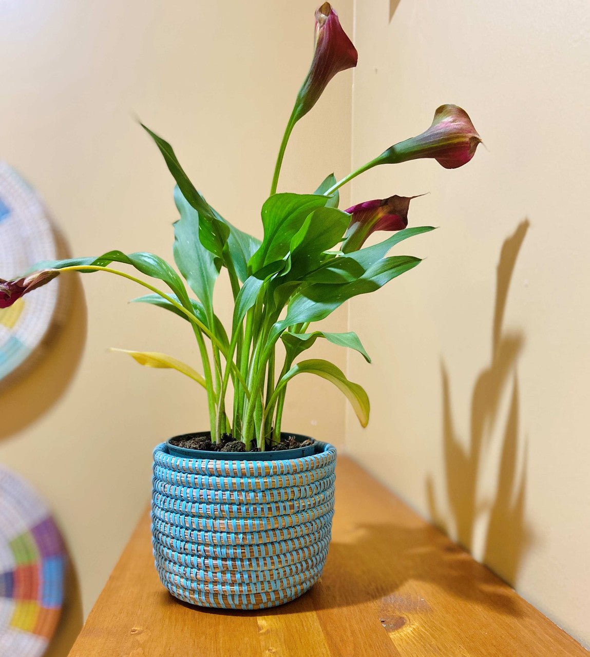Succulent Basket Planter La Vie Bien Succulent Basket Planter