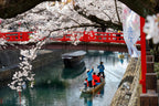 Tourists take a Hanami Boat Tour along Suimon-Gawa Canal under a red bridge and beautiful cherry blossoms (Sakura) in Ogaki 2000pc Puzzle La Vie Bien Tourists take a Hanami Boat Tour along Suimon-Gawa Canal under a red bridge and beautiful cherry blossoms (Sakura) in Ogaki 2000pc Puzzle