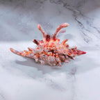 Velvet Claws Realistic Conch Shell Hair Claw in Natural Brown and White Hair Clip La Vie Bien Velvet Claws Realistic Conch Shell Hair Claw in Natural Brown and White