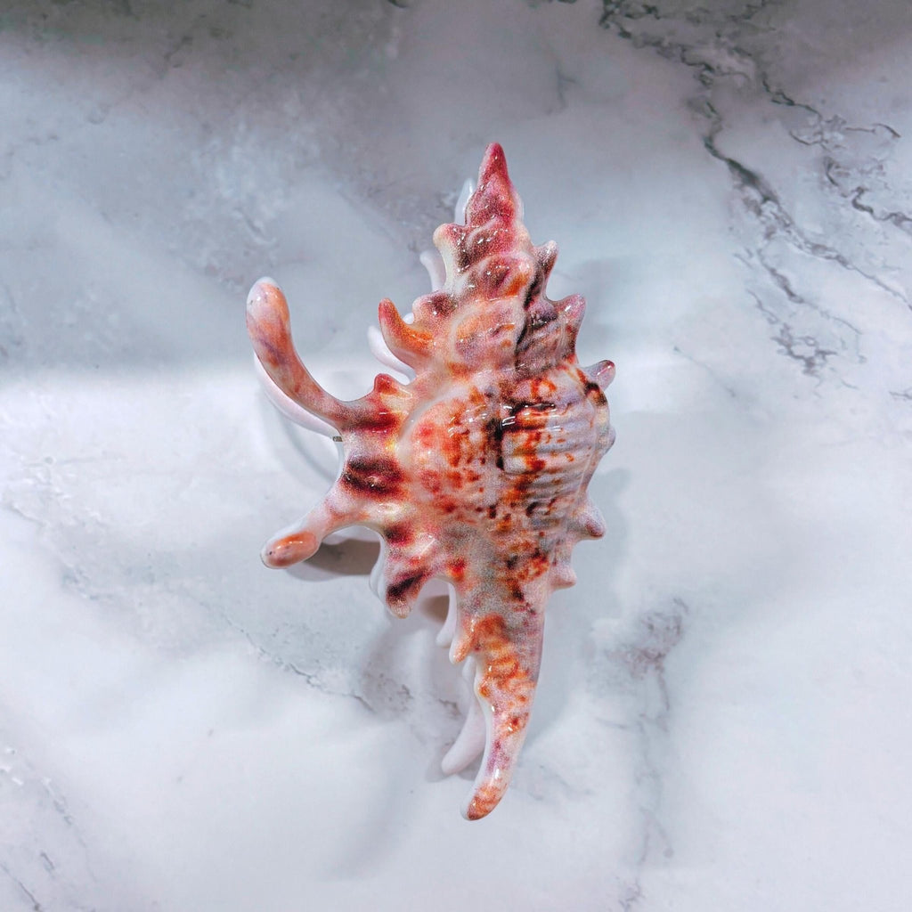 Velvet Claws Realistic Conch Shell Hair Claw in Natural Brown and White Hair Clip La Vie Bien Velvet Claws Realistic Conch Shell Hair Claw in Natural Brown and White