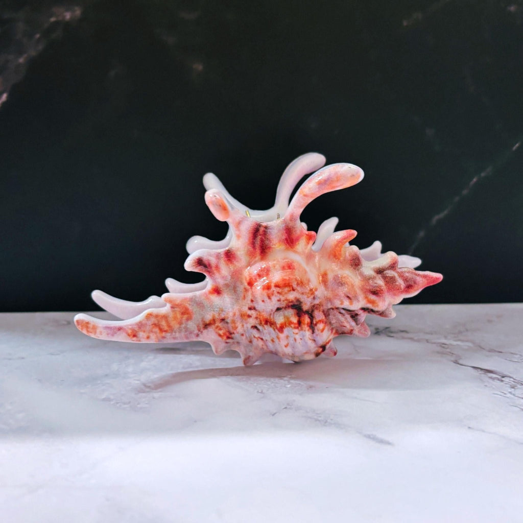 Velvet Claws Realistic Conch Shell Hair Claw in Natural Brown and White Hair Clip La Vie Bien Velvet Claws Realistic Conch Shell Hair Claw in Natural Brown and White