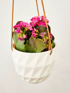 Virago Modern Hanging Planter- Grid by Ash & Rose