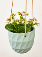 Virago Modern Hanging Planter- Grid by Ash & Rose