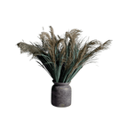 Wild Pampas Grass Stem