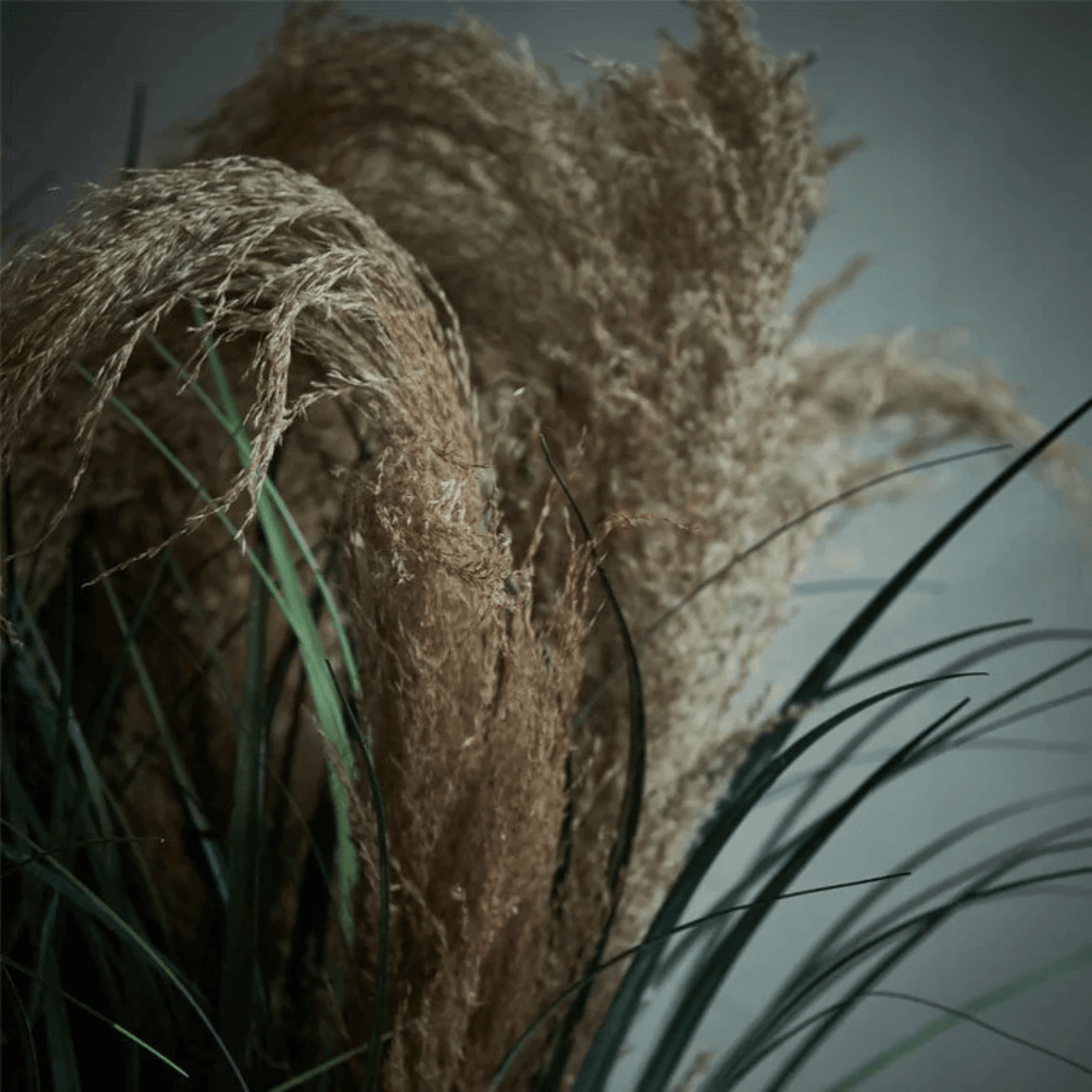 Wild Pampas Grass Stem