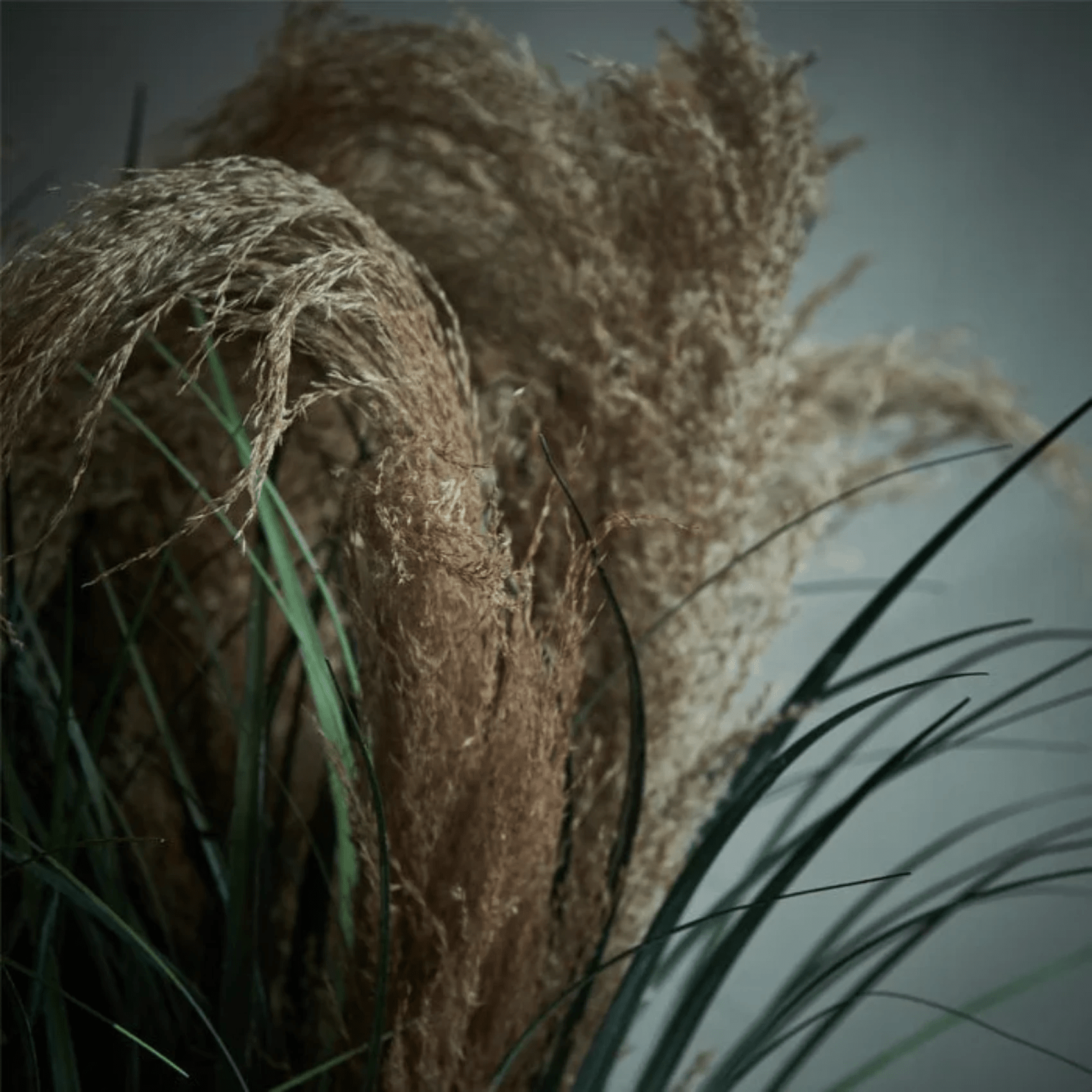 Wild Pampas Grass Stem